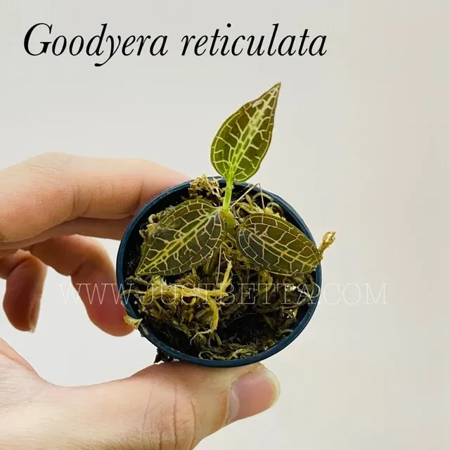 Goodyera reticulata (Goodyera)