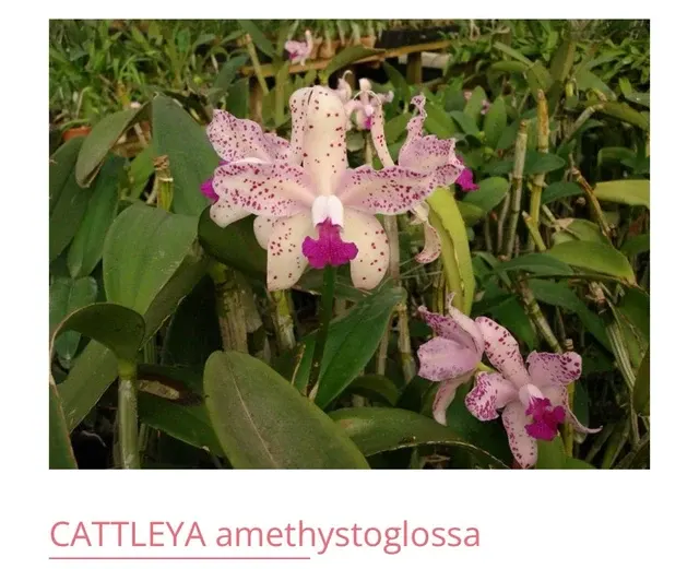 Cattleya amethystoglossa (Cattleya)