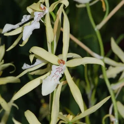 Miltonia flavescens (Miltonia)