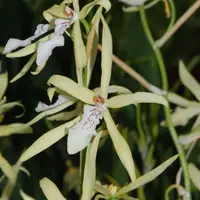 Miltonia flavescens — Raritäten - blühfähige Pflanzen