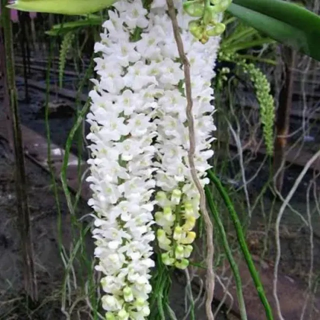 Rhynchostylis retusa 'alba' (Rhynchostylis)