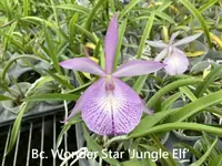 Bc. Wonder Star 'Jungle Elf' (B. nodosa x Morning Glory) (YD146) (Hybrid) Bc.=Brassocattleya / B.=Brassavola