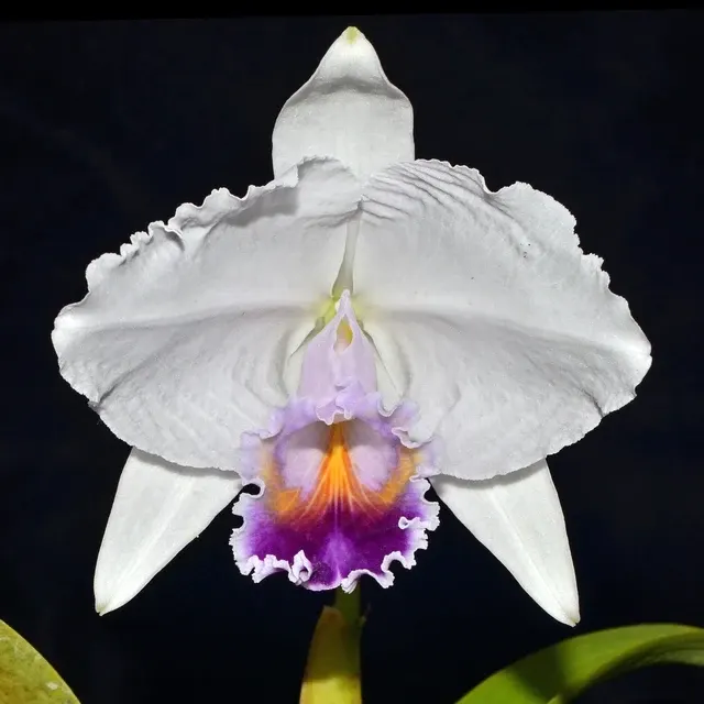 Cattleya quadricolor f coerulea