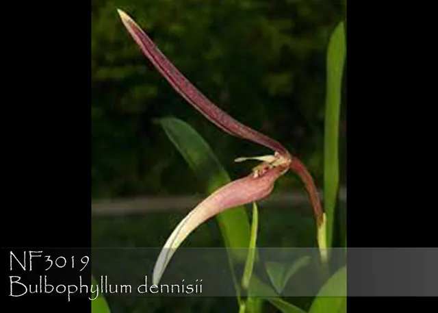 Bulbophyllum dennisii 'Note : Mini Growing'