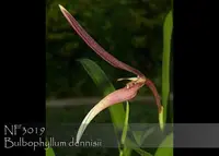 Bulbophyllum dennisii 'Note : Mini Growing '