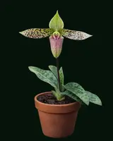 Paphiopedilum sukhakulii