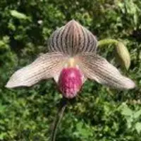 Paph. bellatulum X Paph. Lady Isabel