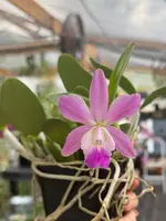 Cattleya QF Lopaka (C. aclandiae x C. QF Hazel Kealoha)- Fragrant