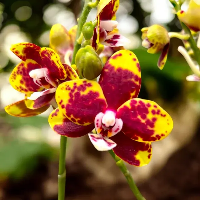 Phalaenopsis Chiada Monica '438' (Phalaenopsis)