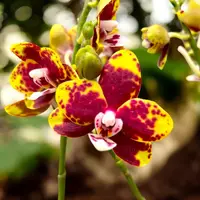 Phalaenopsis Chiada Monica '438'