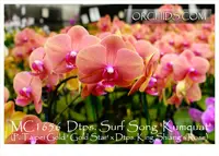 Phal. Surf Song 'Kumquat' (Taipei Gold ' Gold Star' x King Shiang's Rose)