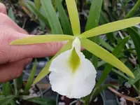 Orchid Fragrant Cattleya Brassavola PCV Key Lime Stars — Small