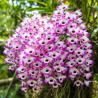 Nobile Napori Blooming Size