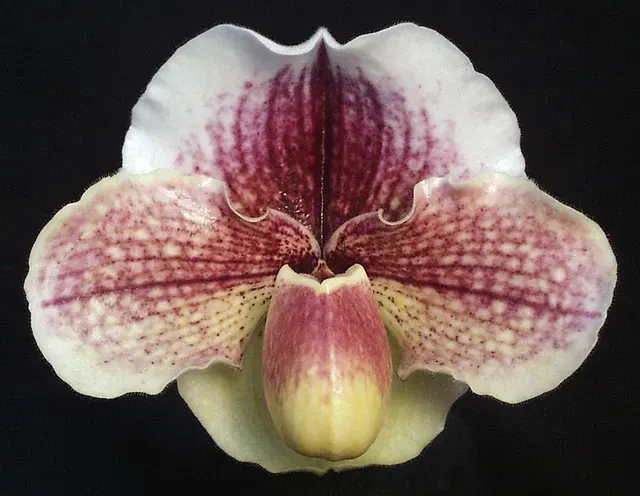 Paphiopedilum White Shimmer 'Dreamscape'