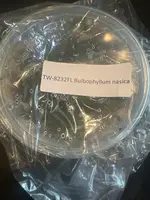 FLASK Bulbophyllum nasica