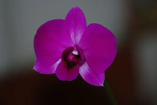 Dendrobium phalaenopsis 'Dreieich'