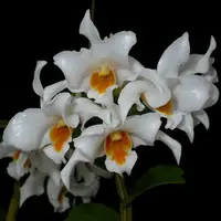 Dendrobium roseiodorum sp.