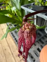 Bulb. treschii (similar to Blub. habrotinum) — Not Currently In Bloom or Spike