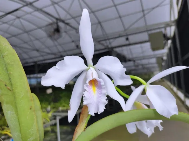 Cattleya maxima f semialba coerulea 'Apopka'