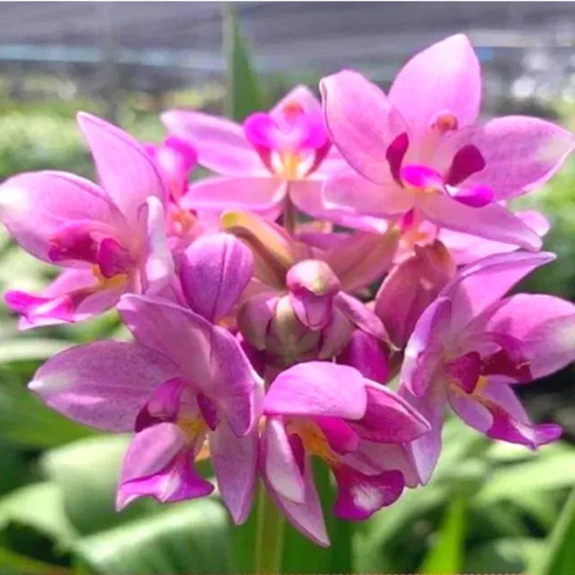 Spathoglottis Purple White Sweet (Spathoglottis)