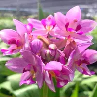 Spathoglottis Purple White Sweet