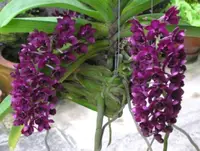 Rhy. gigantea ( Red ) (RHYGR) ( - - Rhynchostylis ) Rhy.=Rhynchostylis