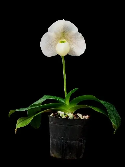 Paphiopedilum FAVORLANG DAYLIGHT (Paphiopedilum)