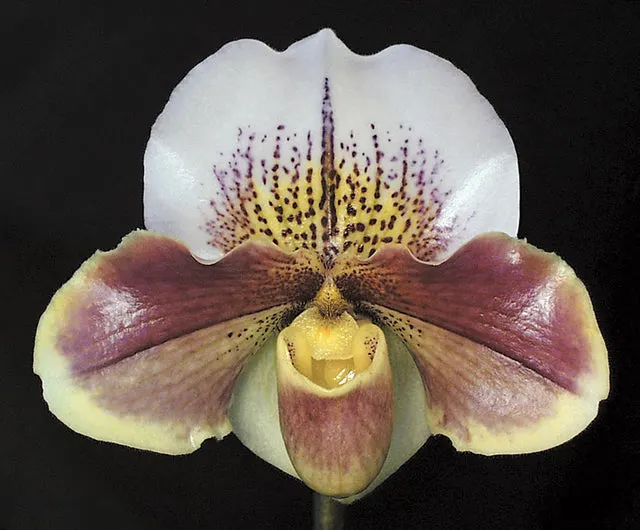 Paphiopedilum Carmen Coll 'Queen Of Hearts' (Paphiopedilum)