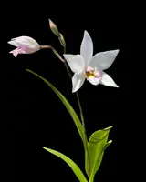 Caulaelia Mizoguchi