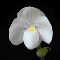 Paph. thaianum X Paph. Greyii