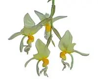 Stanhopea embreei