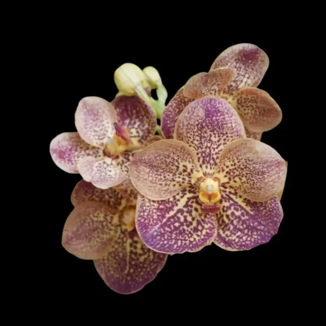 Vanda Udom Gold – Sankamphaeng x Kultana Red Sunset