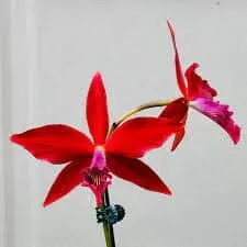 Laelia Milpurat