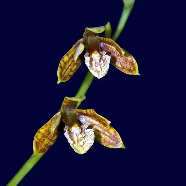 Prosthechea livida (Prosthechea)