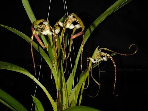 Maxillaria speciosa (Maxillaria)