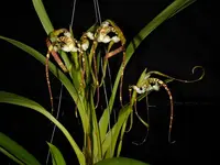 Maxillaria-speciosa — Other Plants
