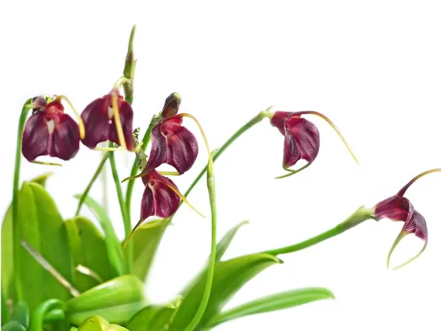 Masdevallia Paulina Villena (Masdevallia)