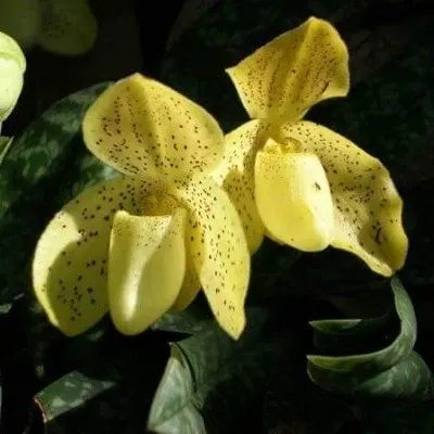 Paphiopedilium concolor var hennisianum (Paphiopedilum)