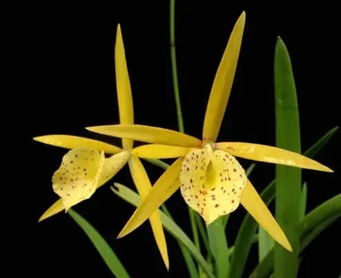 Brassolaeliocattleya Yellow Bird (Brassolaeliocattleya)