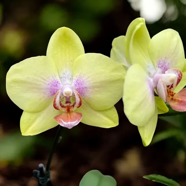 Phalaenopsis Yellow