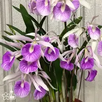 [Bare-root] #CA# Bc. Morning Glory 'Valentine Kiss' [2.8 BS][Aug in stock 26]