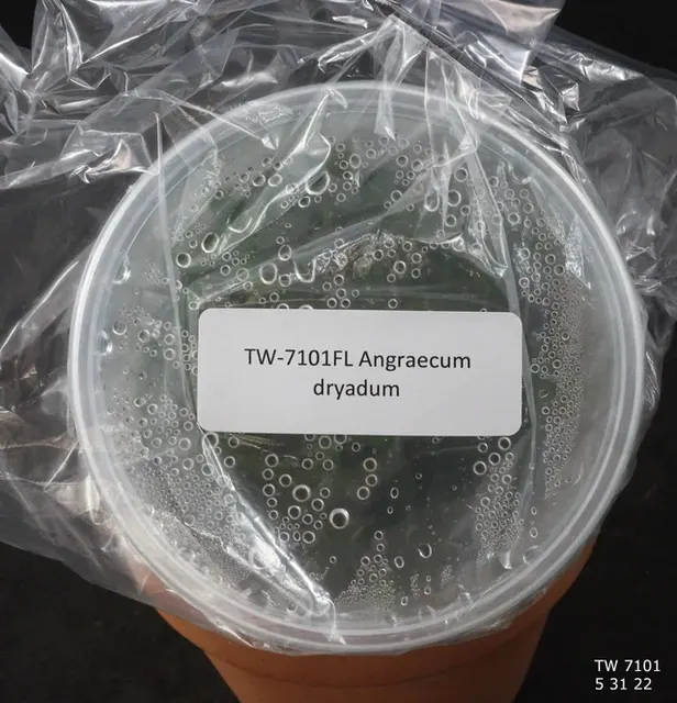 Angraecum dryadum (Angraecum)