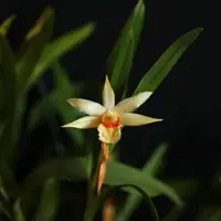 Dendrobium williamsonii