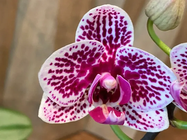 Phalaenopsis Dtps Yu Pin Burgundy