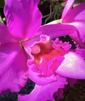 Orchid Seedling - Ronald Canyon Koko Head - Bare Root - Exotic Orchid Plant - Certified Growers - Aloha from Las Vegas