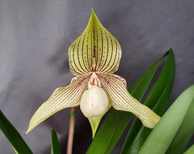 Paphiopedilum Memoria GLENN GARDNER (Paphiopedilum)