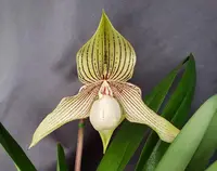 Paphiopedilum Memoria GLENN GARDNER (rothschildianum x Shin-Fa Golden)