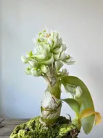 Dendrobium peguanum Alba