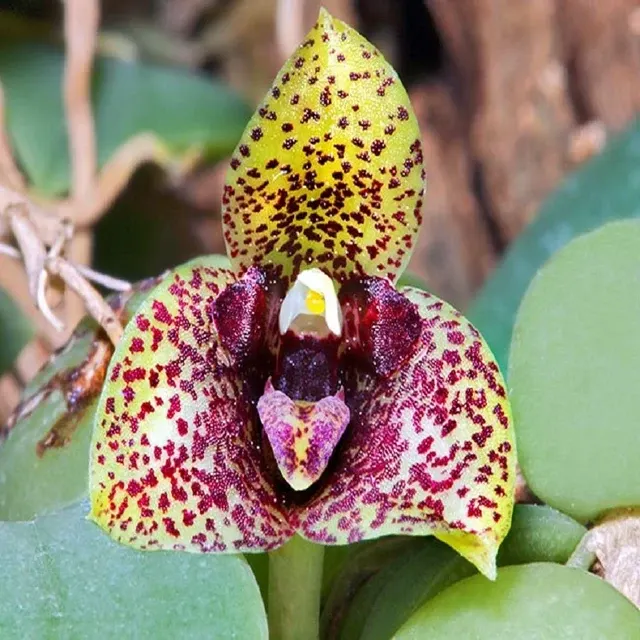 Trias / Bulbophyllum Pictum Sp. (Trias)