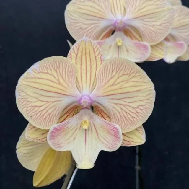 Phalaenopsis JC Stars Shining